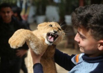 Seorang anak laki-laki Palestina menggendong seekor bayi singa yang baru lahir di sebuah kebun binatang di Kota Rafah, Jalur Gaza selatan, pada 17 Februari 2022. (Xinhua/Khaled Omar)