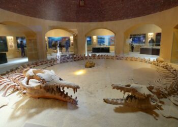 Foto yang diabadikan pada 11 Maret 2022 ini menunjukkan sisa-sisa fosil ikan paus di dalam museum di Wadi Al-Hitan di Fayoum, Mesir. (Xinhua/Sui Xiankai)