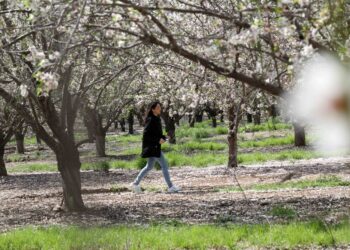Seorang wanita berjalan di antara pohon-pohon almond yang bermekaran di dekat Kota Modiin, Israel tengah, pada 7 Maret 2022. (Xinhua/Gil Cohen Magen)