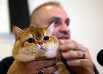 Seorang juri memamerkan kucing yang menang dalam sebuah kontes kecantikan kucing di Amman, Yordania, pada 5 Maret 2022. (Xinhua/Mohammad Abu Ghosh)