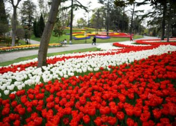 Deretan tulip yang bermekaran yang tertata dalam desain warna-warni terlihat di sebuah taman dalam Festival Tulip di Istanbul, Turki, pada 25 April 2022. (Xinhua/Shadati)