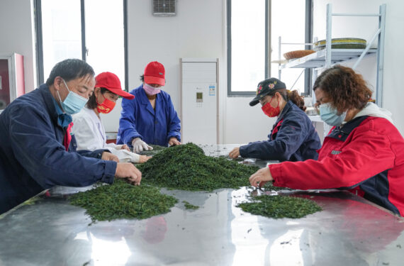 JINZHAI, Para pekerja menyortir daun teh di sebuah bengkel kerja di Desa Dawan, wilayah Jinzhai, Provinsi Anhui, China timur, pada 11 Mei 2022. Terletak di pedalaman kawasan Pegunungan Dabieshan, Jinzhai adalah basis penanaman dan produksi teh yang terkenal. Dalam beberapa tahun terakhir, wilayah ini secara aktif mendorong integrasi industri dan agrowisata untuk meningkatkan pendapatan masyarakat setempat. (Xinhua/Du Yu)