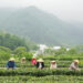 JINZHAI, Penduduk desa memetik daun teh di sebuah kebun teh di Desa Dawan, wilayah Jinzhai, Provinsi Anhui, China timur, pada 11 Mei 2022. Terletak di pedalaman kawasan Pegunungan Dabieshan, Jinzhai adalah basis penanaman dan produksi teh yang terkenal. Dalam beberapa tahun terakhir, wilayah ini secara aktif mendorong integrasi industri dan agrowisata untuk meningkatkan pendapatan masyarakat setempat. (Xinhua/Du Yu)