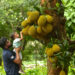 DHAKA, Seorang anak memegang buah nangka yang tergantung di sebuah pohon di Dhaka, Bangladesh, pada 12 Mei 2022. (Xinhua)