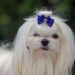BUCHAREST, Seekor anjing Bichon Maltese terlihat dalam sebuah kontes kecantikan anjing internasional di Bucharest, ibu kota Rumania, pada 14 Mei 2022. (Xinhua/Cristian Cristel)