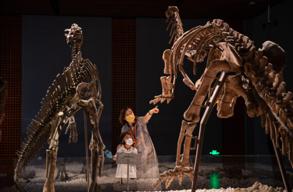 NANJING, Orang-orang mengamati fosil dinosaurus di Museum Nanjing di Nanjing, Provinsi Jiangsu, China timur, pada 17 Mei 2022. Hari Museum Internasional, yang jatuh pada 18 Mei, dirayakan dengan berbagai aktivitas daring dan luring di seluruh China. (Xinhua/Su Yang)
