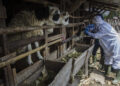 BANDUNG, Seorang staf Pusat Kesehatan Hewan (Puskeswan) yang mengenakan alat pelindung diri (APD) memeriksa kondisi seekor kambing di Bandung, Jawa Barat, pada 17 Mei 2022. Indonesia sedang menghadapi munculnya kembali Penyakit Mulut dan Kuku (PMK) yang menyebar pada hewan berkuku belah seperti sapi, domba, babi dan kambing. (Xinhua/Septianjar)