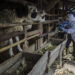 BANDUNG, Seorang staf Pusat Kesehatan Hewan (Puskeswan) yang mengenakan alat pelindung diri (APD) memeriksa kondisi seekor kambing di Bandung, Jawa Barat, pada 17 Mei 2022. Indonesia sedang menghadapi munculnya kembali Penyakit Mulut dan Kuku (PMK) yang menyebar pada hewan berkuku belah seperti sapi, domba, babi dan kambing. (Xinhua/Septianjar)