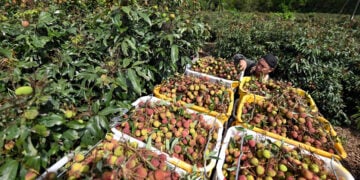 CHENGMAI, Seorang petani memuat buah leci di Dafeng yang terletak di wilayah Chengmai, Provinsi Hainan, China selatan, pada 19 Mei 2022. Musim panen leci telah tiba di wilayah Chengmai. (Xinhua/Guo Cheng)