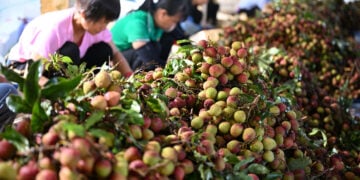 CHENGMAI, Para pekerja menyortir buah leci di Dafeng yang terletak di wilayah Chengmai, Provinsi Hainan, China selatan, pada 19 Mei 2022. Musim panen leci telah tiba di wilayah Chengmai. (Xinhua/Guo Cheng)