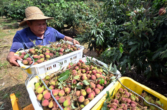 CHENGMAI, Seorang petani memuat buah leci di Dafeng yang terletak di wilayah Chengmai, Provinsi Hainan, China selatan, pada 19 Mei 2022. Musim panen leci telah tiba di wilayah Chengmai. (Xinhua/Guo Cheng)