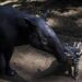 BANDUNG, Seekor bayi tapir dan induknya terlihat di Kebun Binatang Bandung di Provinsi Jawa Barat pada 20 Mei 2022. Seekor bayi tapir betina dilahirkan di kebun binatang tersebut pada 28 April lalu. (Xinhua/Septianjar)