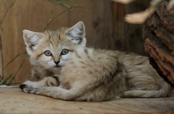 RAMAT GAN, Anak kucing pasir yang baru lahir terlihat di Taman Safari Ramat Gan di Kota Ramat Gan, Israel tengah, pada 24 Mei 2022. (Xinhua/Gil Cohen Magen)