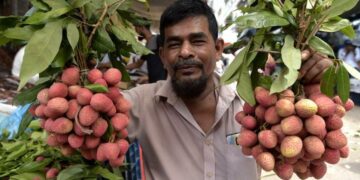 DHAKA, Seorang pedagang berpose untuk difoto sambil memegang buah leci yang dijual di sebuah kios di Dhaka, Bangladesh, pada 24 Mei 2022. Musim leci sedang berlangsung di Bangladesh seiring buah tropis itu mulai banyak dipasarkan. (Xinhua)
