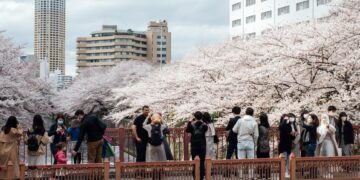 Orang-orang menikmati pemandangan bunga sakura di sepanjang Sungai Meguro di Tokyo, Jepang, pada 30 Maret 2022. (Xinhua/Zhang Xiaoyu)