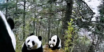 Foto yang diabadikan oleh kamera inframerah ini menunjukkan gambar sejumlah panda raksasa jantan bertarung memperebutkan pasangan kawin. (Xinhua/Cagar Alam Huanglong)