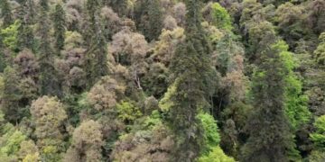 Hutan Abies ernestii var. salouenensis yang masih perawan di wilayah Zayu di Daerah Otonom Tibet, China barat daya, dengan pohon tertinggi setinggi 83,2 meter di tengahnya.  (Sumber foto: Institut Botani di bawah naungan Akademi Ilmu Pengetahuan China)