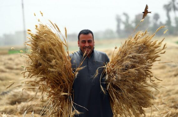 Seorang petani memanen gandum di sebuah ladang di Provinsi Monufia, Mesir, pada 30 April 2022. Mesir saat ini telah memasuki musim panen gandum. (Xinhua/Ahmed Gomaa)