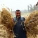 Seorang petani memanen gandum di sebuah ladang di Provinsi Monufia, Mesir, pada 30 April 2022. Mesir saat ini telah memasuki musim panen gandum. (Xinhua/Ahmed Gomaa)