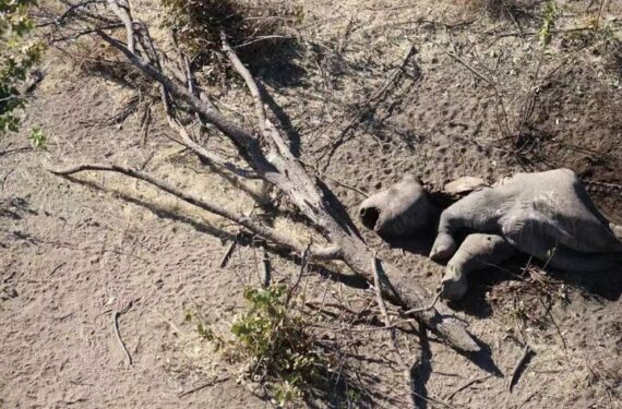 TAMAN NASIONAL ETOSHA, Bangkai seekor badak terlihat usai serangan yang diduga dilakukan pemburu liar di Taman Nasional Etosha, Namibia, pada 13 Juni 2022. Sebanyak 11 ekor badak hitam telah diburu di Taman Nasional Etosha yang terkenal di Namibia pada Juni, ujar Juru Bicara Kementerian Lingkungan, Kehutanan, dan Pariwisata Namibia Romeo Muyunda pada Selasa (14/6). (Xinhua/Kementerian Lingkungan, Kehutanan, dan Pariwisata Namibia)