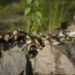 HARBIN, Anakan bebek mandarin yang baru menetas terlihat di pinggir sebuah danau di Taman Zhaolin di Harbin, Provinsi Heilongjiang, China timur laut, pada 15 Juni 2022. Dengan membaiknya lingkungan ekologis, Taman Zhaolin mencatatkan kenaikan stabil jumlah bebek mandarin selama beberapa tahun terakhir. (Xinhua/Zhang Tao)