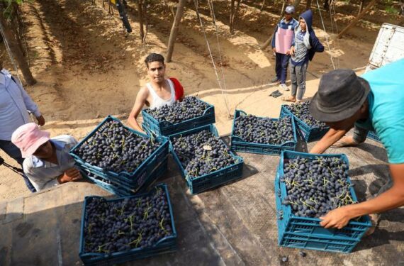 MENOUFIA, Orang-orang mengumpulkan anggur yang baru dipanen di sebuah perkebunan di Provinsi Menoufia, Mesir, pada 16 Juni 2022. (Xinhua/Ahmed Gomaa)
