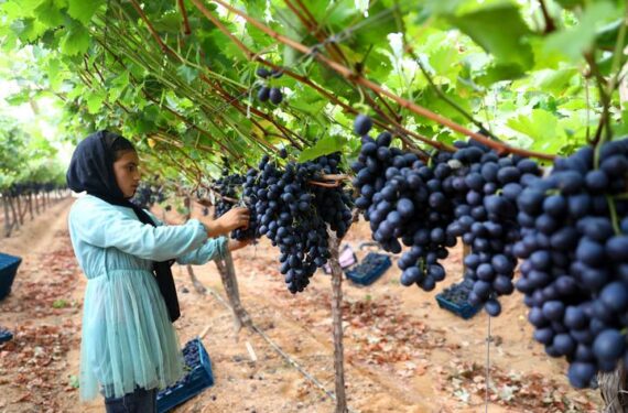 MENOUFIA, Seorang wanita memanen anggur di sebuah perkebunan di Provinsi Menoufia, Mesir, pada 16 Juni 2022. (Xinhua/Ahmed Gomaa)