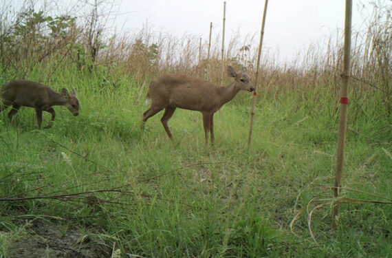 KRATIE, Dua ekor rusa yang dikenal dengan sebutan hog deer diabadikan menggunakan kamera jebak di Suaka Margasatwa Prek Prasob di Kratie, Kamboja, pada Januari 2022. Sebanyak 84 ekor hog deer yang terancam punah secara global berkeliaran di habitat padang rumput di Suaka Margasatwa Prek Prasob di Hutan Banjir Mekong di Kamboja timur laut, menurut survei pertama populasi hog deer menggunakan kamera jebak yang dirilis pada Kamis (16/6). (Xinhua/WWF/Kementerian Lingkungan Hidup Kamboja)