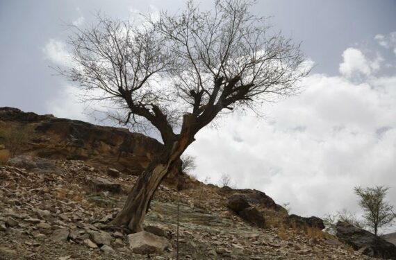 SANAA, Sebuah pohon mati berdiri di dekat danau yang mengering di pinggiran Sanaa, ibu kota Yaman, pada 17 Juni 2022. (Xinhua/Mohammed Mohammed)