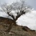 SANAA, Sebuah pohon mati berdiri di dekat danau yang mengering di pinggiran Sanaa, ibu kota Yaman, pada 17 Juni 2022. (Xinhua/Mohammed Mohammed)