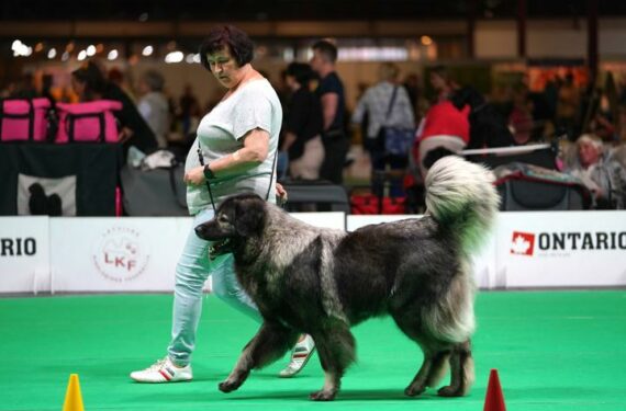 RIGA, Seorang wanita menuntun seekor anjing dalam pameran anjing dan kucing internasional bertajuk "Latvian Winner 2022" di Riga, Latvia, pada 18 Juni 2022. (Xinhua/Janis Laizans)