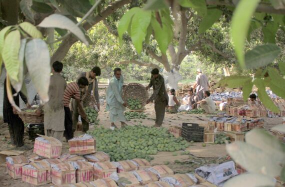 MULTAN, Sejumlah pekerja mengemas mangga di sebuah kebun buah di Multan, Pakistan, pada 19 Juni 2022. Musim panen mangga dimulai di Multan baru-baru ini. (Xinhua/Mansroor)