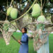MULTAN, Sejumlah pekerja memanen mangga di sebuah kebun buah di Multan, Pakistan, pada 19 Juni 2022. Musim panen mangga dimulai di Multan baru-baru ini. (Xinhua/Mansroor)