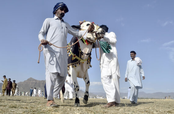 HARIPUR, Beberapa petani tiba dengan membawa seekor sapi untuk mengikuti balap sapi tradisional di pinggiran Haripur di Provinsi Khyber Pakhtunkhwa, Pakistan barat laut, pada 18 Juni 2022. (Xinhua/Saeed Ahmad)