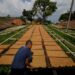 JAWA BARAT, Seorang pekerja mengeringkan daun tembakau di Desa Tanjungsari, Kabupaten Sumedang, Provinsi Jawa Barat, pada 20 Juni 2022. (Xinhua/Septianjar)