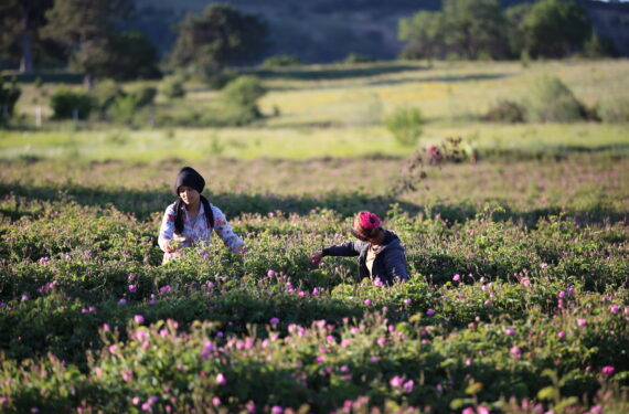ISPARTA, Para petani bunga memetik mawar di sebuah kebun mawar di Isparta, sebuah provinsi di Turki selatan yang dikenal sebagai "tanah mawar" di Turki, pada 15 Juni 2022. (Xinhua/Li Zhenbei)