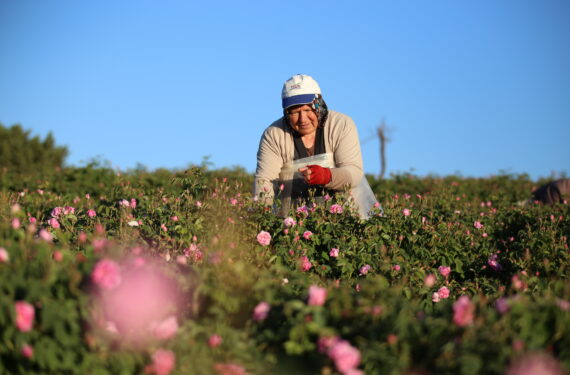 ISPARTA, Seorang petani bunga memetik mawar di sebuah kebun mawar di Isparta, sebuah provinsi di Turki selatan yang dikenal sebagai "tanah mawar"di Turki, pada 15 Juni 2022. (Xinhua/Li Zhenbei)