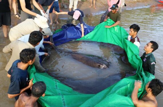 STUNG TRENG, Foto yang diabadikan pada 14 Juni 2022 ini menunjukkan seekor ikan pari air tawar raksasa di Provinsi Stung Treng, Kamboja. Ikan air tawar terbesar di dunia itu, yakni seekor ikan pari raksasa seberat sekitar 300 kilogram, ditemukan di dekat sebuah pulau terpencil di Sungai Mekong di Provinsi Stung Treng, Kamboja timur laut, menurut pernyataan pers Wonders of the Mekong yang dirilis pada Senin (20/6) malam waktu setempat. (Xinhua/Wonders of the Mekong/Chhut Chheana)
