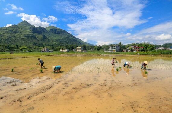 XIANGXI, Sejumlah petani bekerja di sawah di wilayah Longshan, Prefektur Otonom Etnis Tujia dan Miao Xiangxi, Provinsi Hunan, China tengah, pada 21 Juni 2022. (Xinhua/Zeng Xianghui)