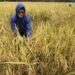 JAWA TENGAH, Para petani memanen padi di sawah di Desa Gentungan, Kabupaten Karanganyar, Provinsi Jawa Tengah, pada 22 Juni 2022. (Xinhua/Bram Selo)