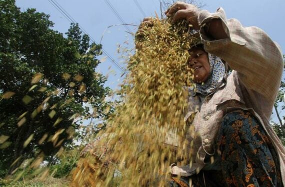 JAWA TENGAH, Seorang petani memisahkan padi dari jerami di sawah di Desa Gentungan, Kabupaten Karanganyar, Provinsi Jawa Tengah, pada 22 Juni 2022. (Xinhua/Bram Selo)