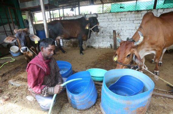 BHOPAL, Seorang warga desa mengisi beberapa ember dengan air minum untuk ternak dari sebuah pipa pasokan air di Desa Gora di Bhopal, ibu kota Negara Bagian Madhya Pradesh, India, pada 22 Juni 2022. Proyek pasokan air pedesaan itu didanai oleh New Development Bank (NDB). (Xinhua)