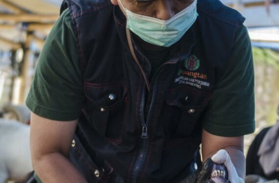 BANDUNG, Seorang staf Pusat Kesehatan Hewan memeriksa kondisi mulut seekor kambing sebagai langkah untuk mengatasi kemunculan kembali penyakit mulut dan kuku (PMK) di Bandung, Provinsi Jawa Barat, pada 24 Juni 2022. (Xinhua/Septianjar)