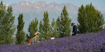 HUOCHENG, Wisatawan berfoto di ladang lavender di Desa Sigong, wilayah Huocheng di Daerah Otonom Uighur Xinjiang, China barat laut, pada 22 Juni 2022. Desa Sigong telah menanam 12.000 mu (sekitar 800 hektare) lavender. Basis penanaman lavender di sini telah mempromosikan pariwisata lokal dan industri pengolahan lavender. Pada 2021, pendapatan per kapita di Desa Sigong mencapai 25.000 yuan (1 yuan = Rp2.209). (Xinhua/Ma Kai)