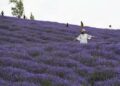 HUOCHENG, Wisatawan berfoto di ladang lavender di Desa Sigong, wilayah Huocheng di Daerah Otonom Uighur Xinjiang, China barat laut, pada 19 Juni 2022. Desa Sigong telah menanam 12.000 mu (sekitar 800 hektare) lavender. Basis penanaman lavender di sini telah mempromosikan pariwisata lokal dan industri pengolahan lavender. Pada 2021, pendapatan per kapita di Desa Sigong mencapai 25.000 yuan (1 yuan = Rp2.209). (Xinhua/Zhao Ge)