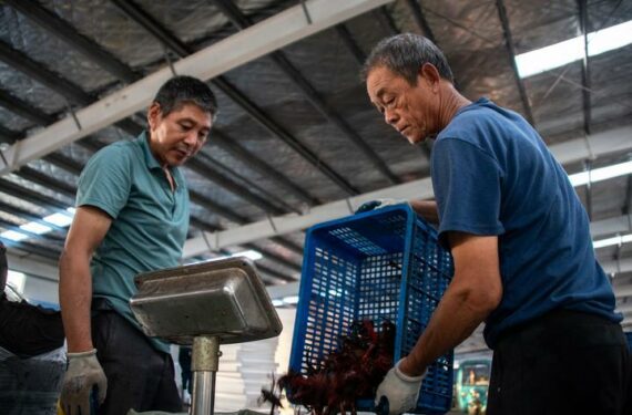 QIANJIANG, Sejumlah pekerja mengemas lobster di sebuah pusat perdagangan lobster di Qianjiang, Provinsi Hubei, China tengah, pada 25 Juni 2022. Industri terkait lobster di Qianjiang membentuk rantai industri yang lengkap, termasuk pembiakan, pemrosesan dan ekspor, katering, dan perdagangan elektronik (e-commerce). (Xinhua/Wu Zhizun)