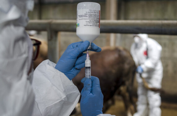 BANDUNG, Seorang staf Pusat Kesehatan Hewan yang memakai baju hazmat menyiapkan satu dosis vaksin untuk seekor sapi dalam program vaksinasi penyakit mulut dan kuku ternak nasional di Bandung, Provinsi Jawa Barat, pada 27 Juni 2022. Total 28 juta dosis vaksin akan diberikan kepada ternak di seluruh Indonesia sebagai upaya untuk mengatasi kemunculan kembali penyakit mulut dan kuku (PMK) yang mematikan. (Xinhua/Septianjar)