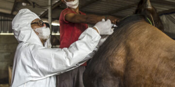 BANDUNG, Seorang staf Pusat Kesehatan Hewan yang memakai baju hazmat menyuntikkan satu dosis vaksin kepada seekor sapi dalam program vaksinasi penyakit mulut dan kuku ternak nasional di Bandung, Provinsi Jawa Barat, pada 27 Juni 2022. Total 28 juta dosis vaksin akan diberikan kepada ternak di seluruh Indonesia sebagai upaya untuk mengatasi kemunculan kembali penyakit mulut dan kuku (PMK) yang mematikan. (Xinhua/Septianjar)