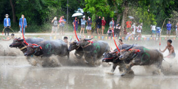 CHONBURI, Para joki kerbau berkompetisi dalam ajang Balap Kerbau tahunan di Chonburi, Thailand, pada 26 Juni 2022. (Xinhua/Rachen Sageamsak)
