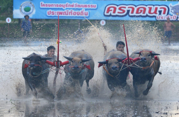 CHONBURI, Para joki kerbau berkompetisi dalam ajang Balap Kerbau tahunan di Chonburi, Thailand, pada 26 Juni 2022. (Xinhua/Rachen Sageamsak)